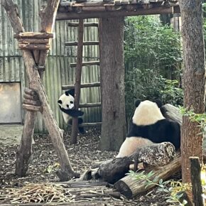 中秋节去成都玩喽